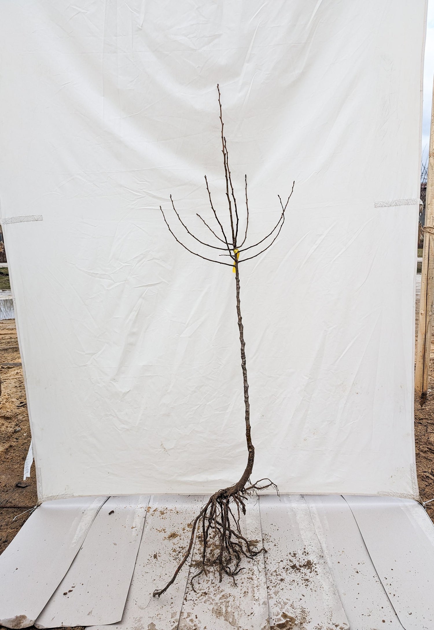 Hrušeň Kozácká štolgartská