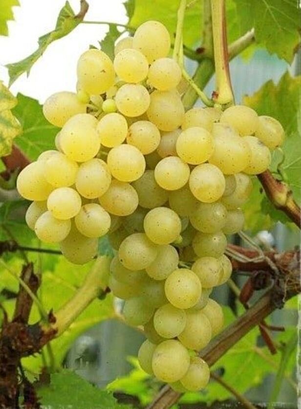 Réva vinná Prim (Palatina)