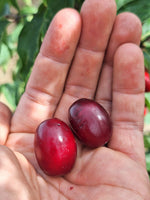 Drieň Pancharevo, J. Veselý, 2024