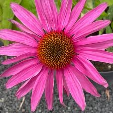Echinacea purpurová Primadonna Deep Rose