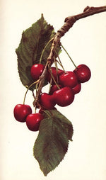 Čerešňa Medňanská, Malá pomologie