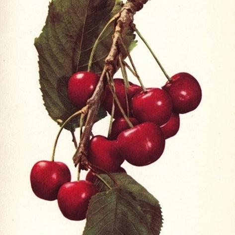 Čerešňa Medňanská, Malá pomologie