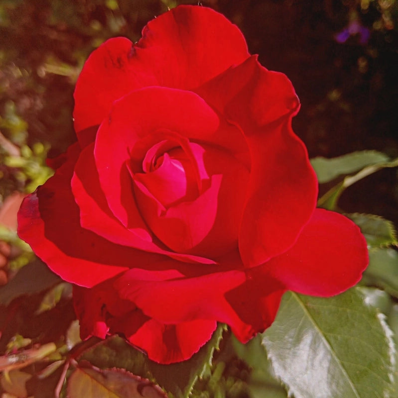 Růže Dame de Coeur