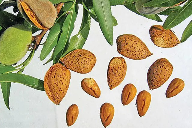 Mandloň Sladkoplodá krajová