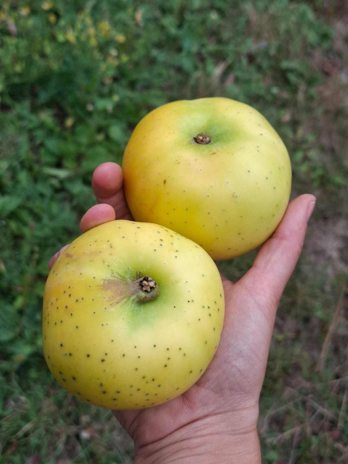 Jabloň Smiřické vzácné