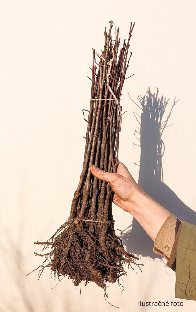 St. Julien A podnož