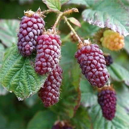 Malinoostružiník Tayberry