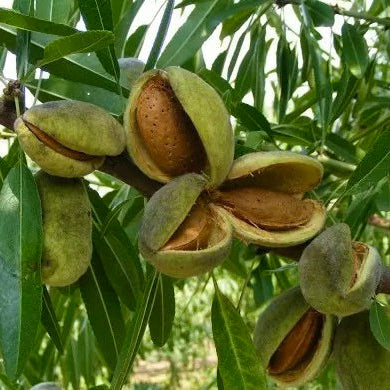 Mandľa Tétényi Botermo plody detail