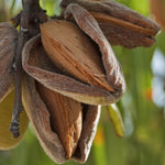 Mandľa Tétényi Kedvenc plody detail