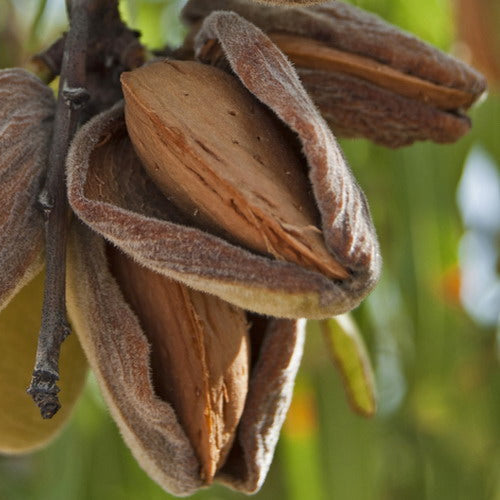 Mandľa Tétényi Kedvenc plody detail