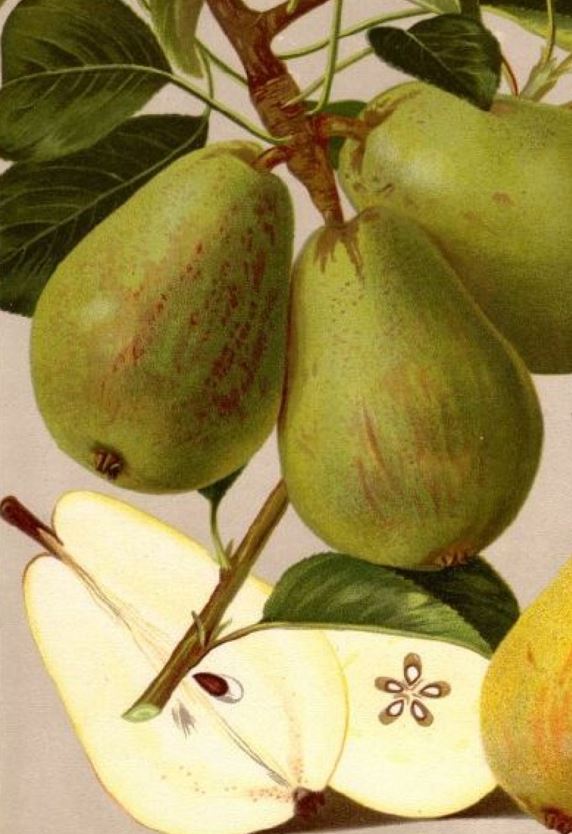 Hrušeň Trévouxská