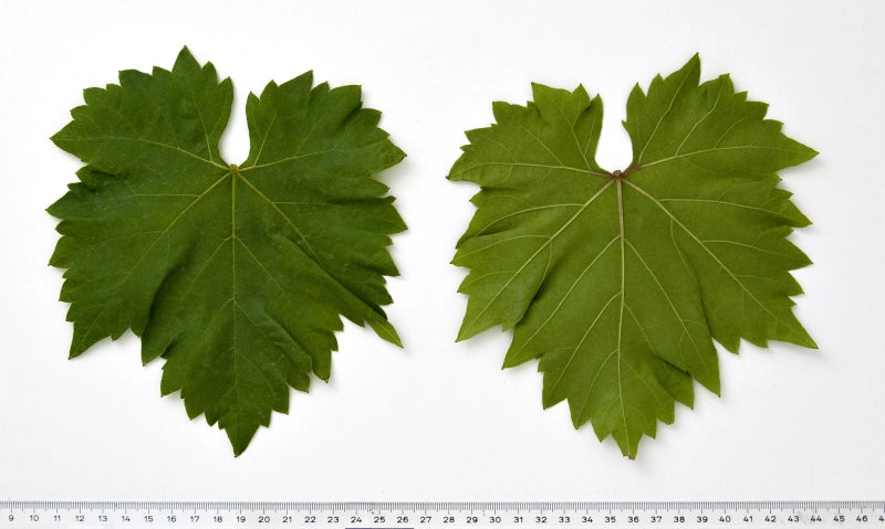 Vinič Suzi, foto: Ursula Brühl, Julius Kühn-Institut (JKI), Geilweilerhof - 76833 Siebeldingen, GERMANY