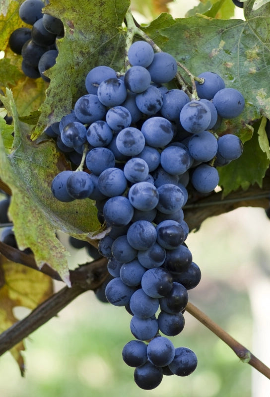 Vinič Muscat Bleu, foto: Ursula Brühl, Julius Kühn-Institut (JKI), Geilweilerhof - 76833 Siebeldingen, GERMANY