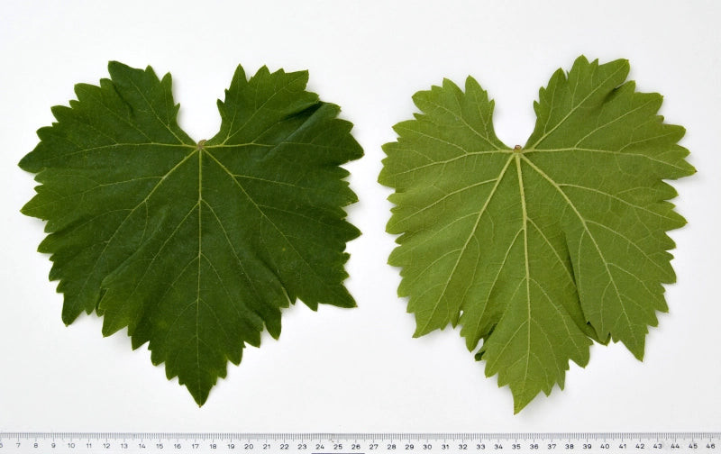 Vinič Muscat Bleu, foto: Ursula Brühl, Julius Kühn-Institut (JKI), Geilweilerhof - 76833 Siebeldingen, GERMANY