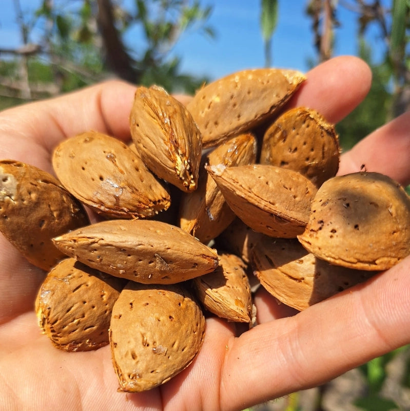 Mandľa Vama, J. Veselý