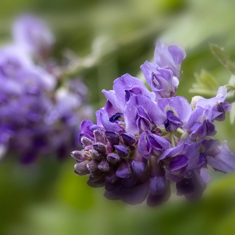 Vistéria krovitá Longwood Purple