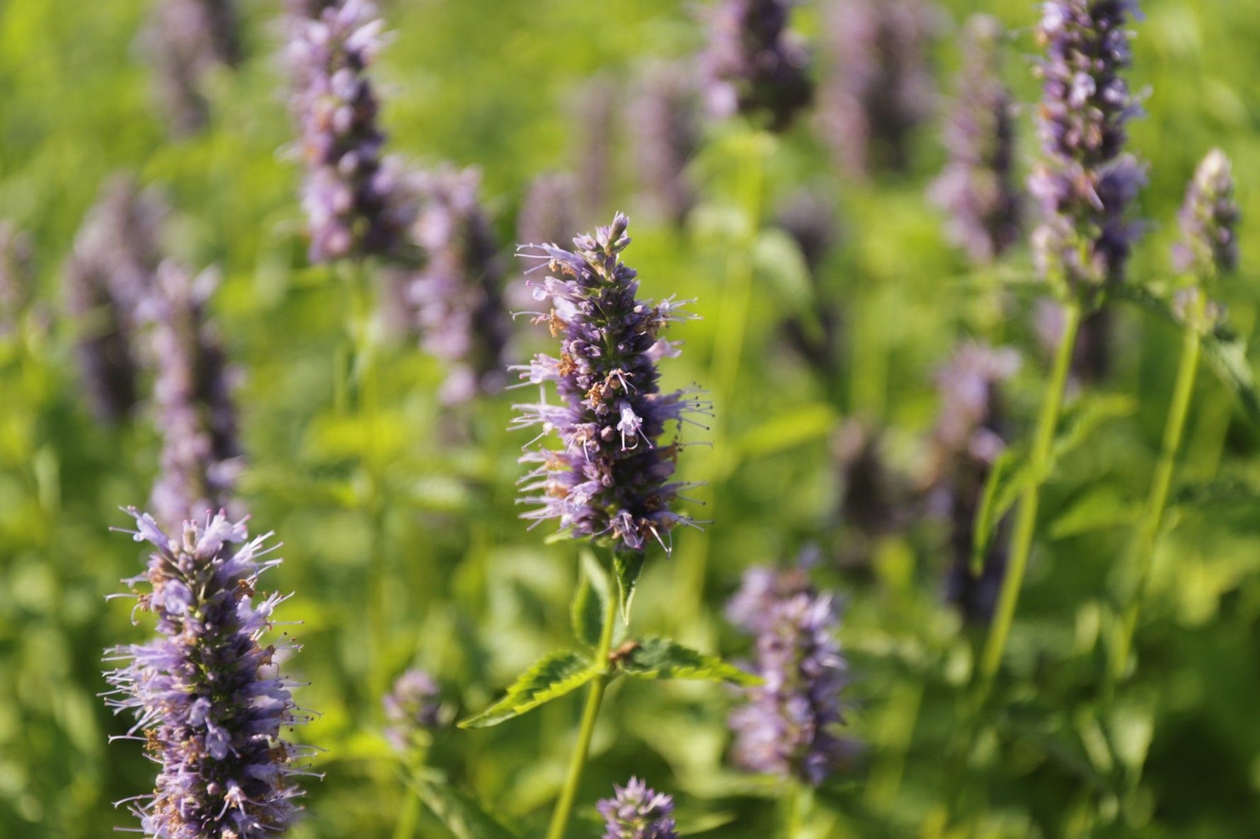 Agastache Black Adder 