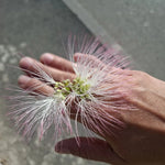 Kvet Albízie hodvábnej, A. Miklošová