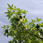 Ambrovník styraxový detail strom