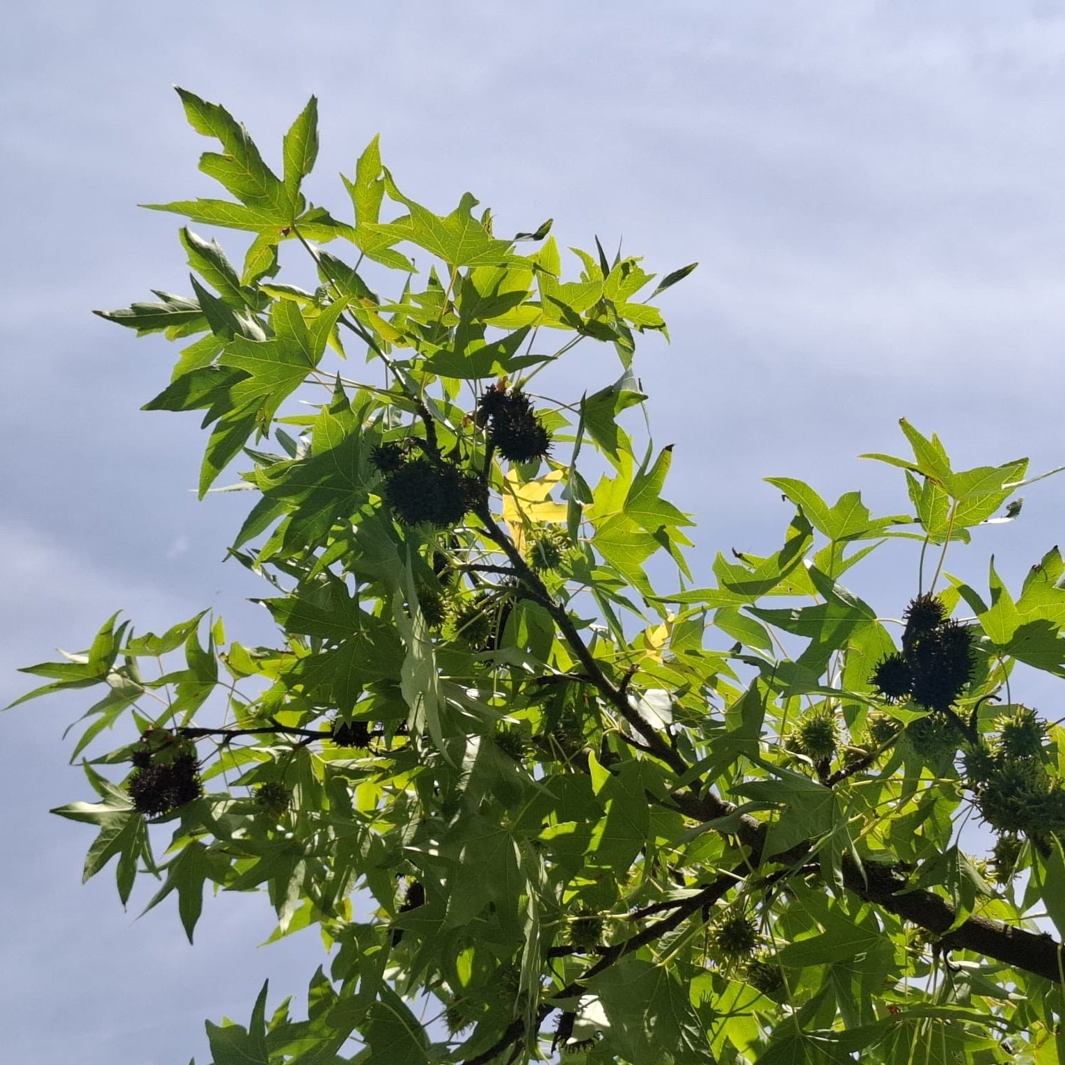Ambrovník styraxový detail strom