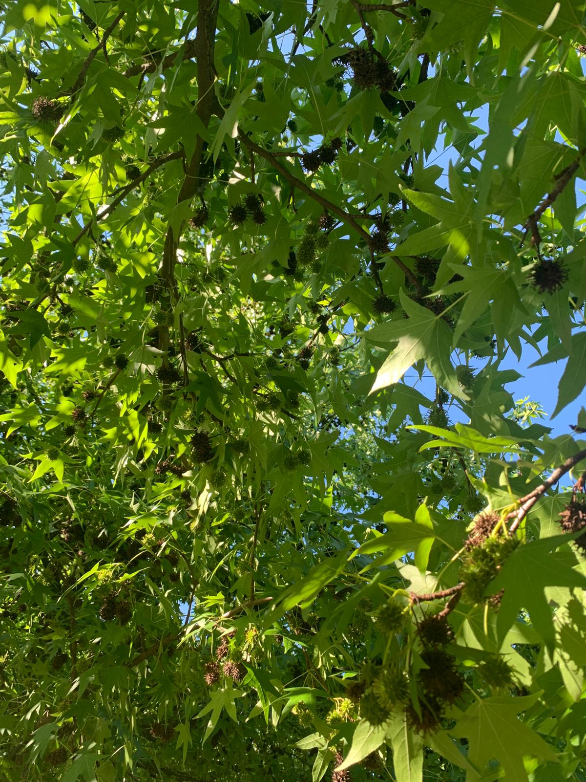 Ambrovník styraxový strom