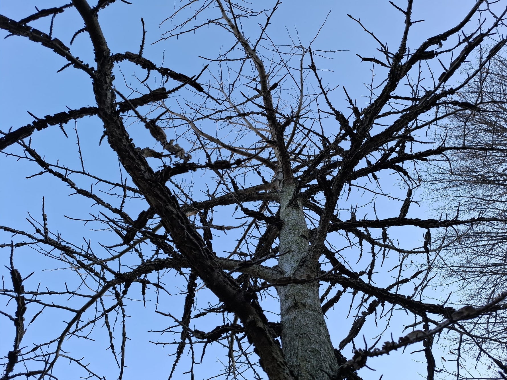 Ambrovník styraxový detail strom