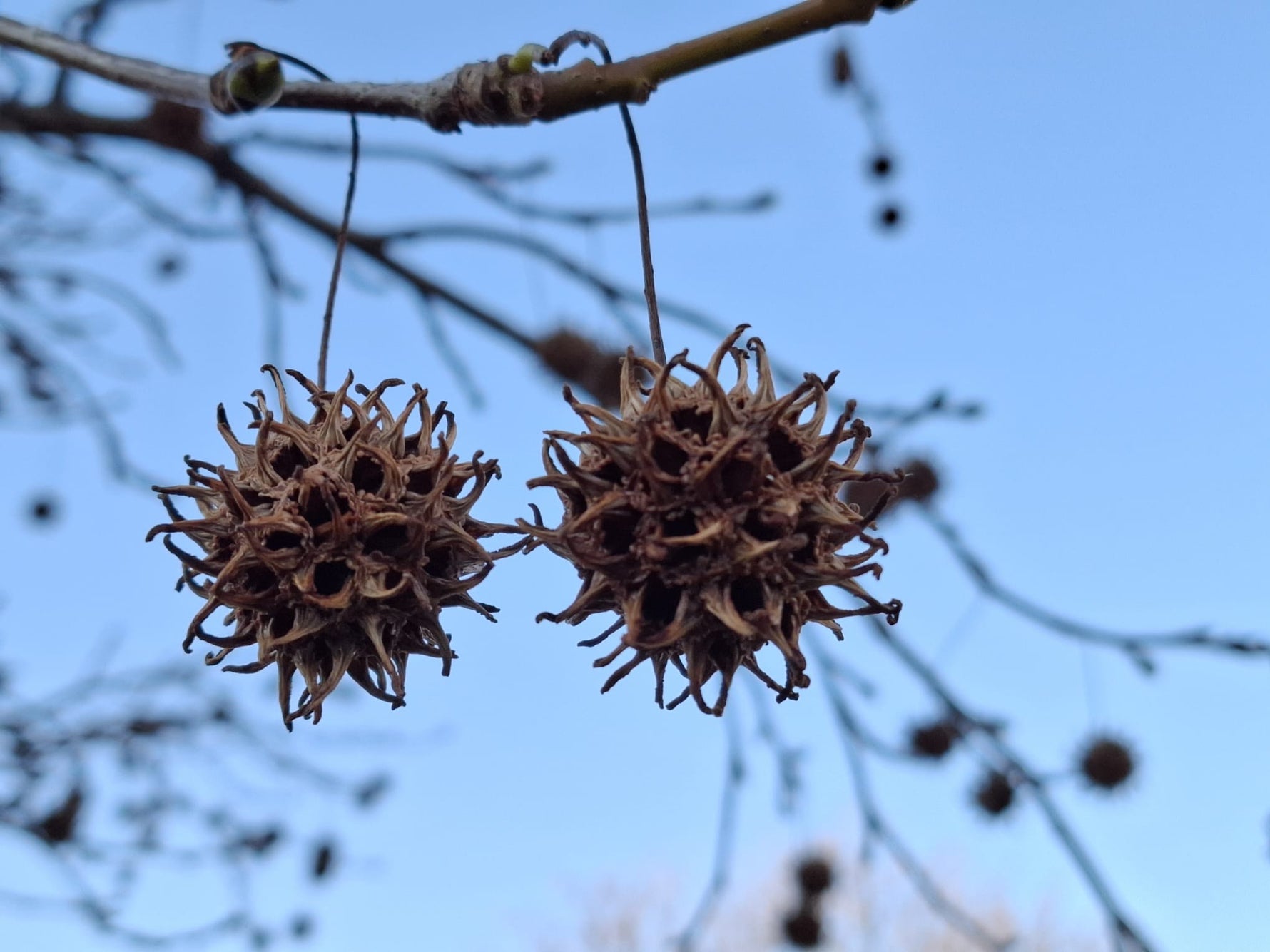 Ambrovník styraxový detail plody