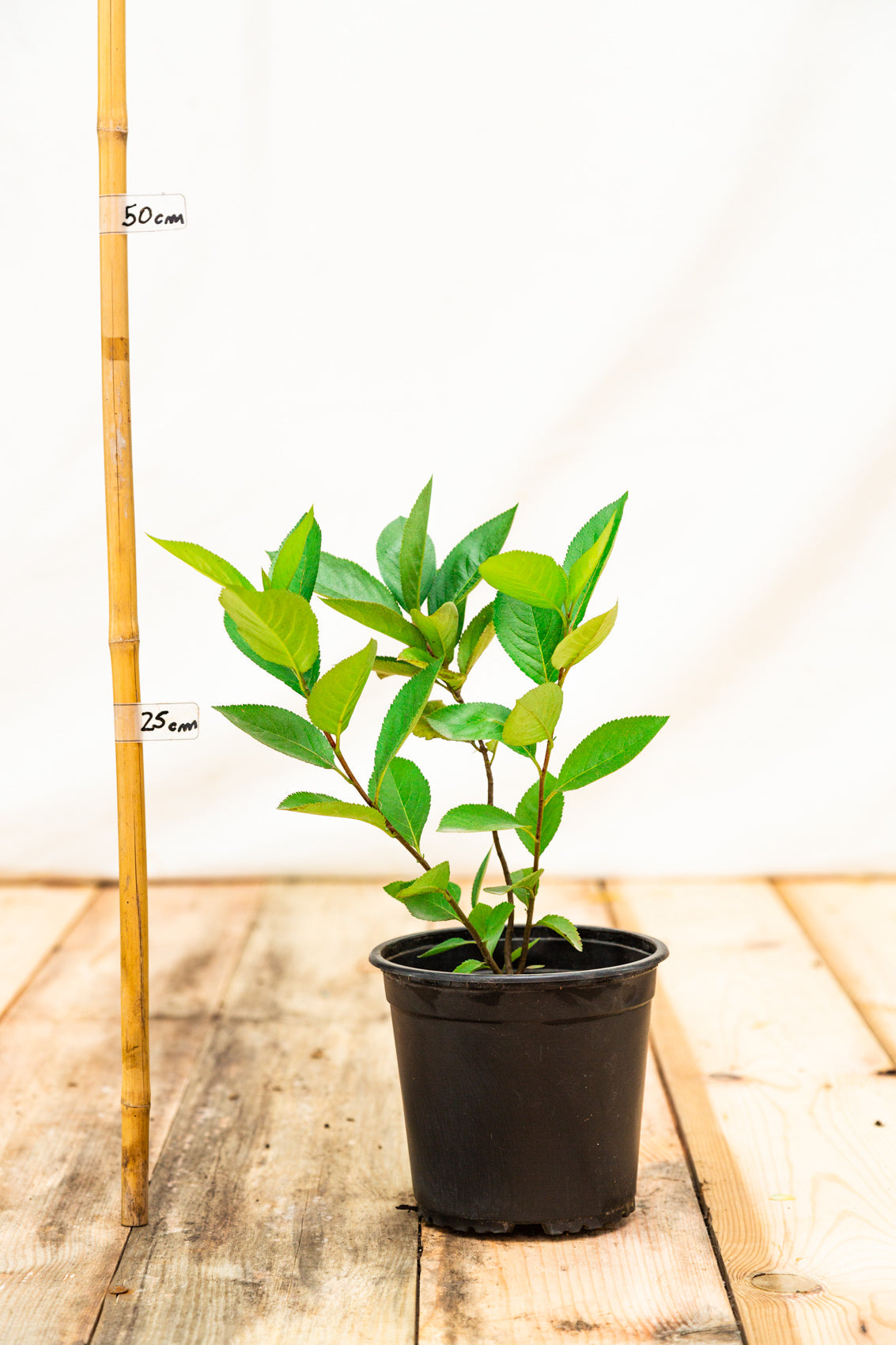 aronia hugin rastlina v kontajneri OKAHUGK