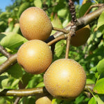 ázijská hruška Kumoi veľké plody 		
OSAHKUM