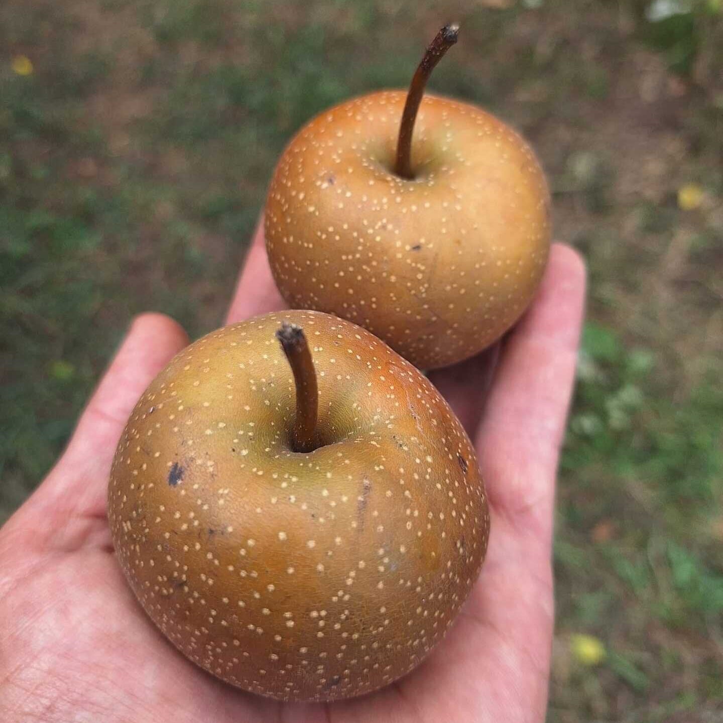 Asijská hrušeň Chojuro