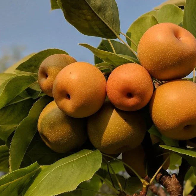 Ázijská hruška Kosui plody detail