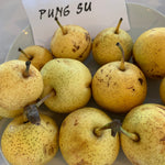 Ázijská hruška Pung Su plody detail
