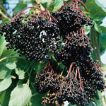 baza haschberg sambucus nigra veľké plody