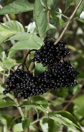 sambucus nigra baza haschberg veľké plody OKBAZHASK