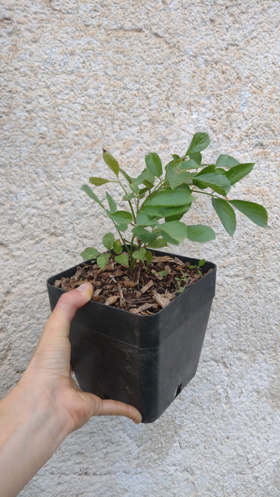 sambusuc nigra baza Haschberg kontajner OKBAZHASK