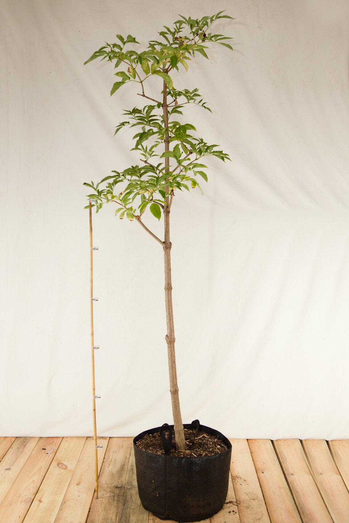 baza čierna strom aipot baza čierna  sambusuc nigra OKBCIEVKAP47