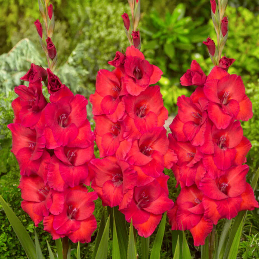 BIO Mečík (Gladiola) Bunga po 5 ks hľúz