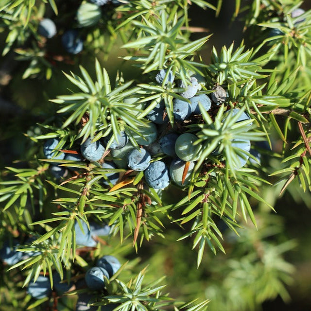 borievka obyčajná juniperus communis ihličie plody