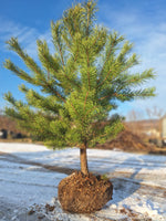 borovica lesná pinus sylvestris bal 	
IBORLESB