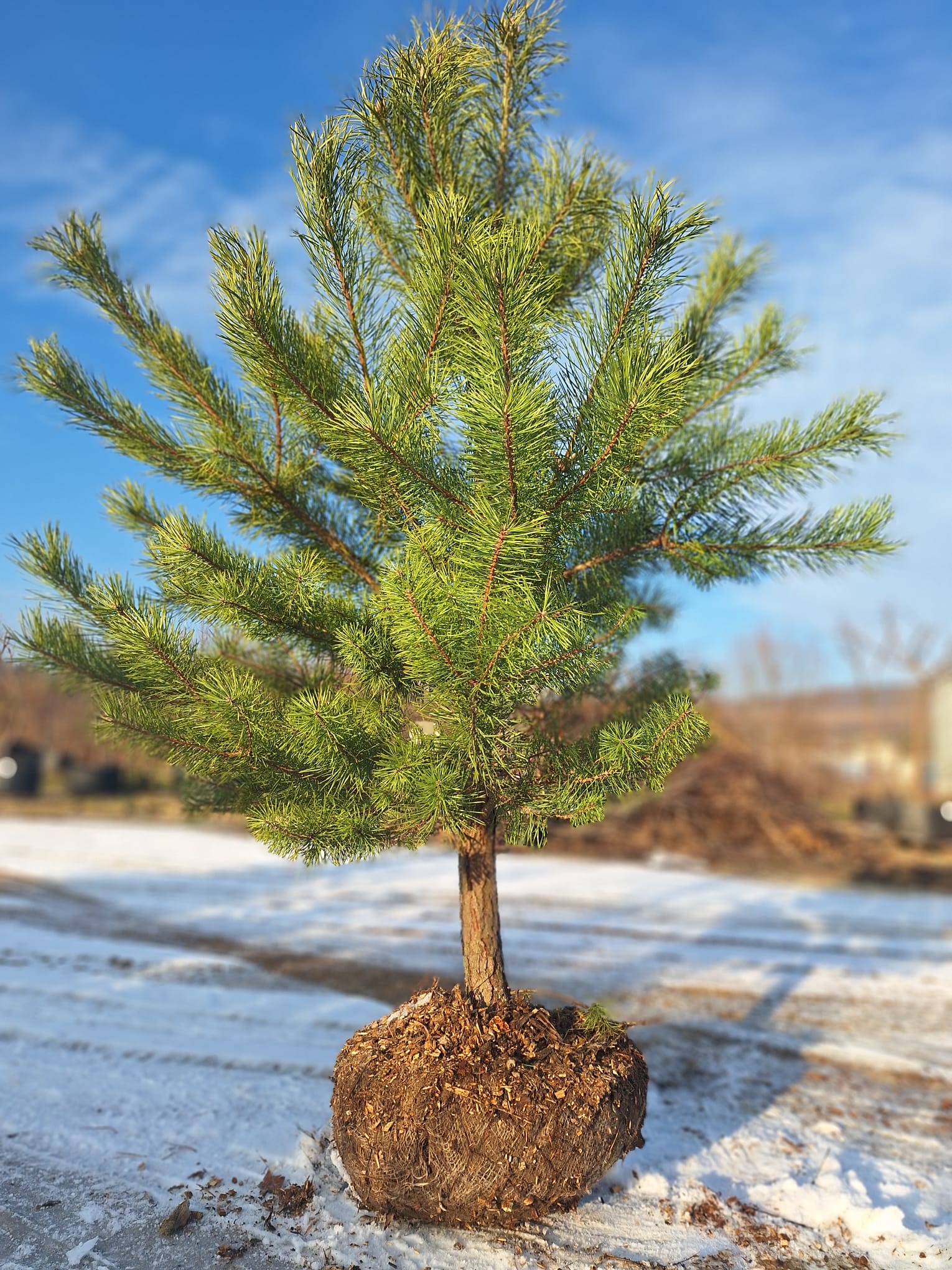 borovica lesná pinus sylvestris bal 	
IBORLESB