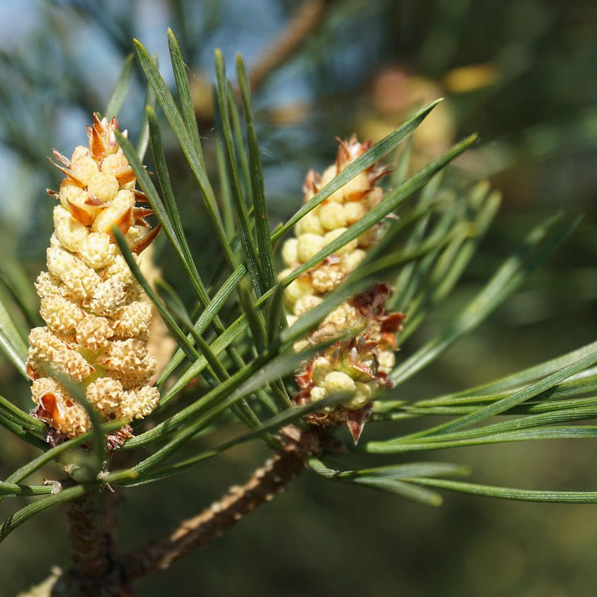 borovica lesná pinus sylvestris ihličie šišky