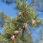 borovica lesná pinus sylvestris ihličie šišky