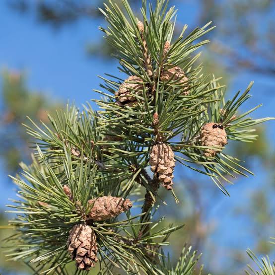 borovica lesná pinus sylvestris ihličie šišky