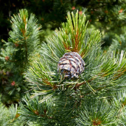 borovica limbová pinus cembra ihličie šiška