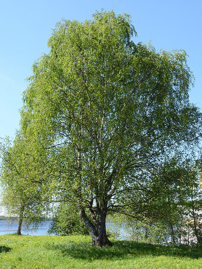 Breza biela strom
