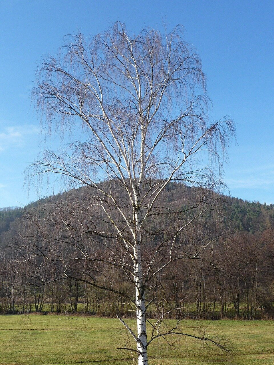 breza previsnutá betula pendula strom bez listov