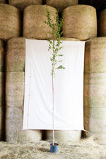 breza previsnutá betula pendula strom kontajner