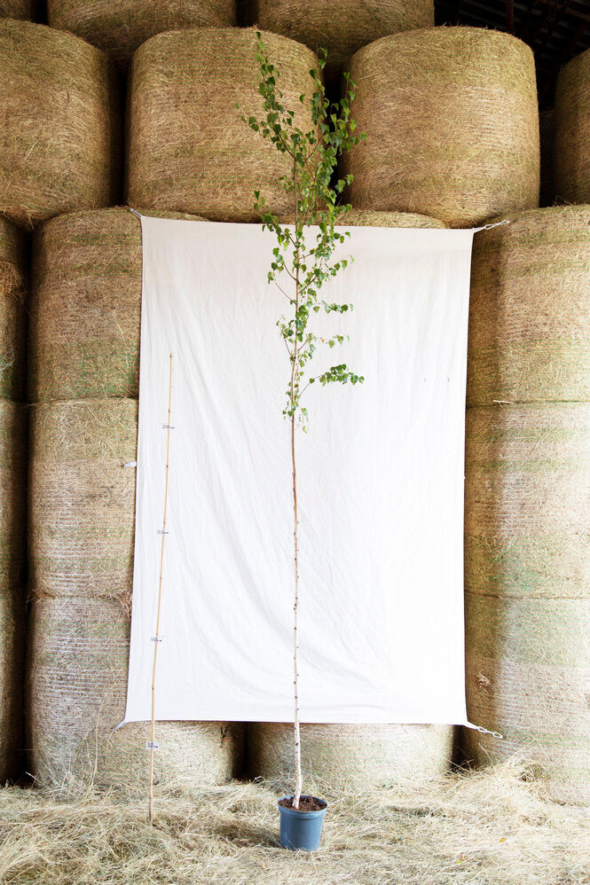 breza previsnutá betula pendula strom kontajner