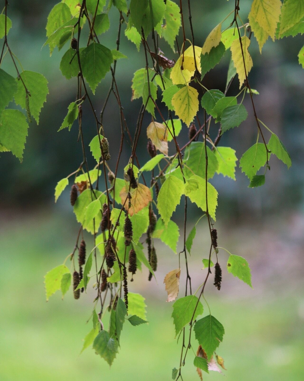 breza previsnutá betula pendula listy