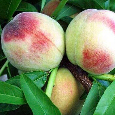 broskyna prunus persica Albatros plody na strome